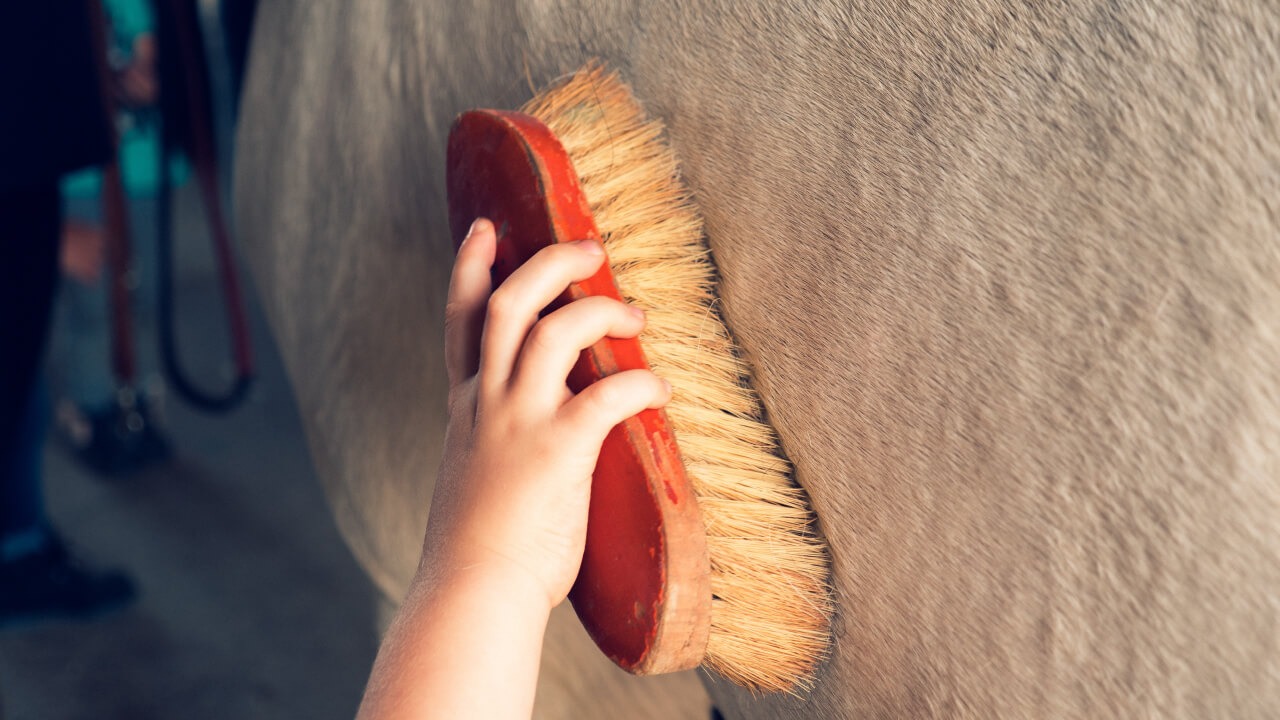 How About Keeping the Smallest Horse Falabella as a Pet in Japan?