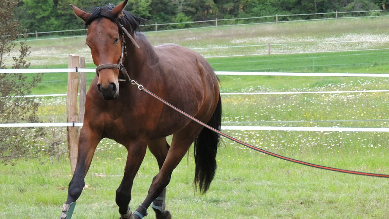 Tips to ensure effective horse training