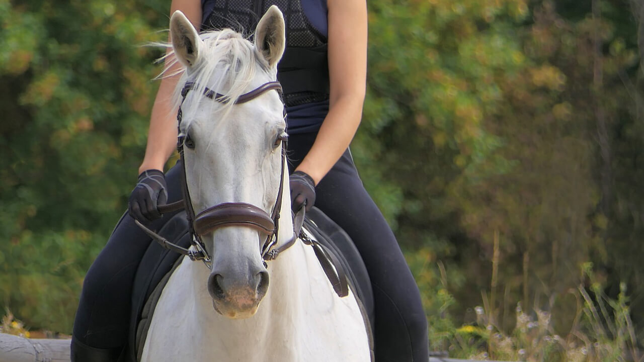 Why Horses Roll on the Ground: Reasons and Safety Tips