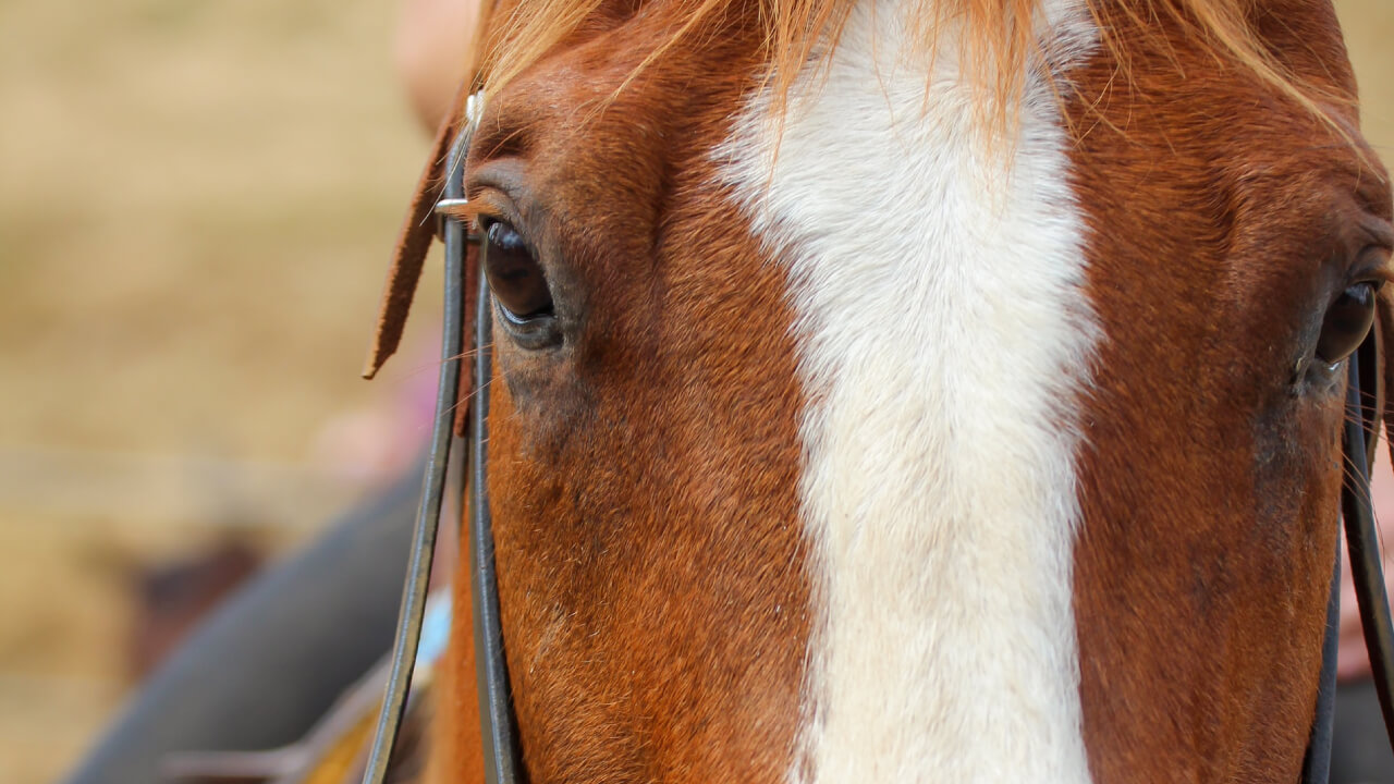 Horseback riding fashion check! Clothes horses hate
