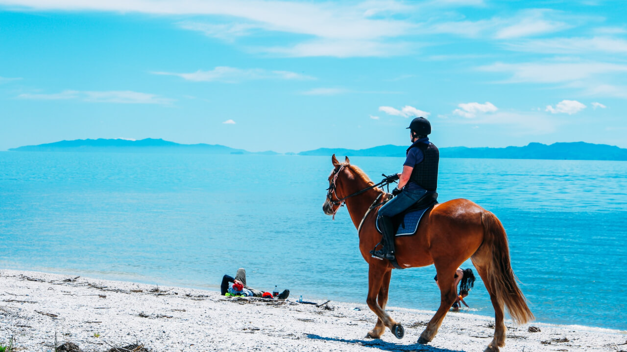 Looking for different kinds of horseback riding clubs?