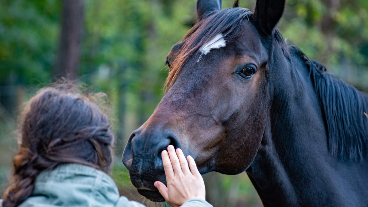 How to Check Horse Health and Common Diseases