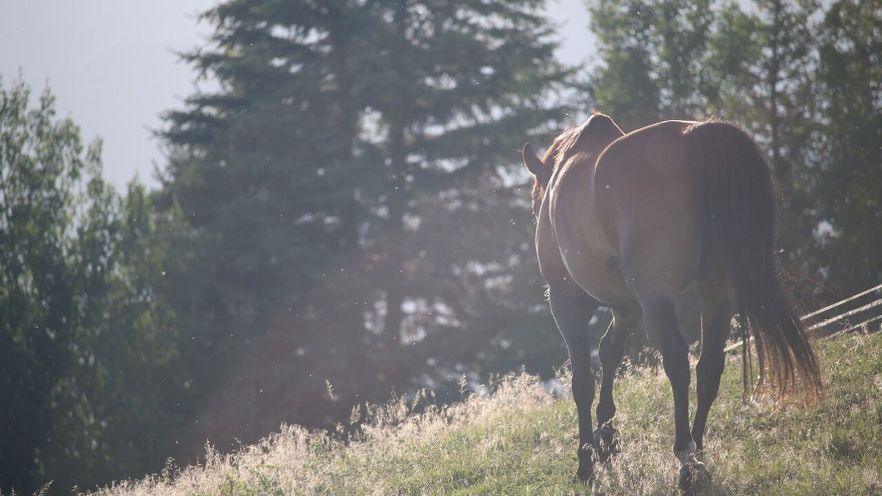 Ancient Romantic, Horses as Symbols of Power