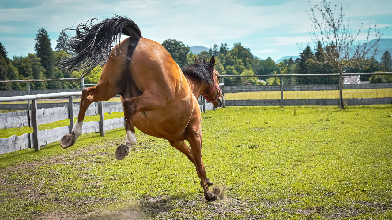 Western horsemanship born from cowboy riding