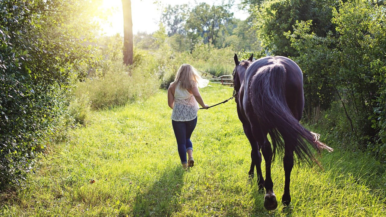 The Secret of Horse Tails: Structure, Meaning, and Hidden Facts