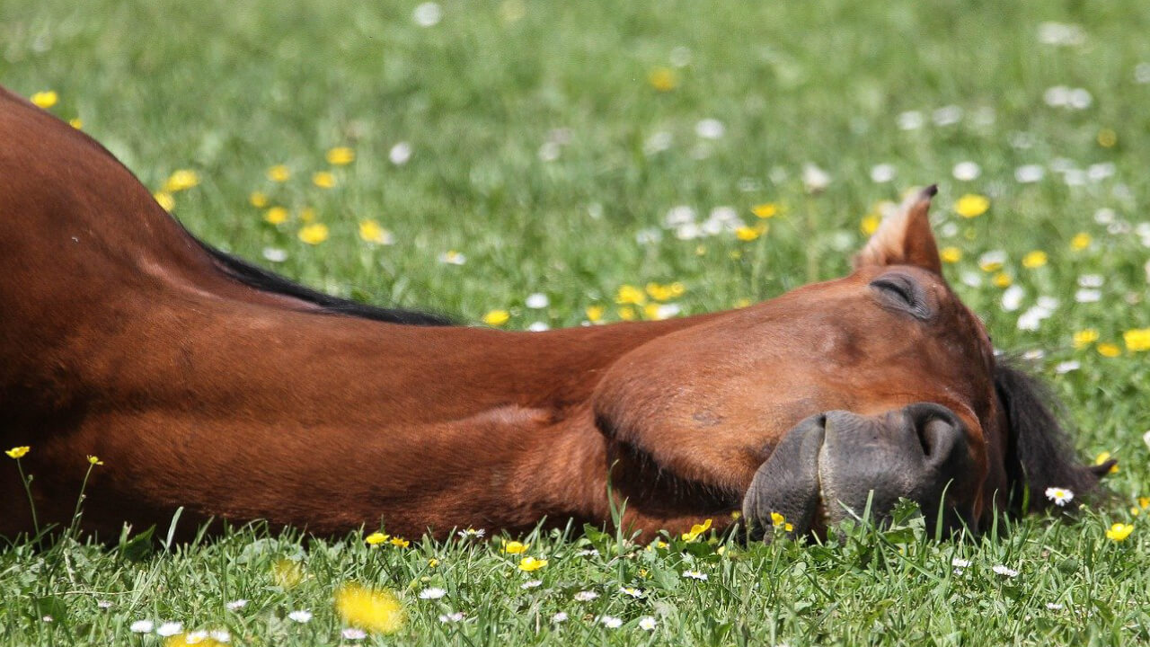 【馬の睡眠時間】馬は寝る時どんな格好で寝てる？立ったまま寝る？