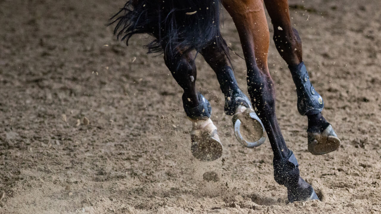 Study Tips for Horse Riding License Grade 3