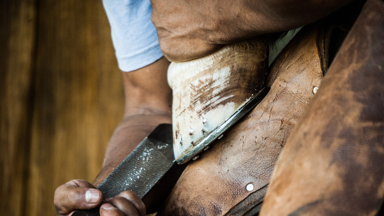 Differences and Roles of Horse Hooves and How to Protect Them