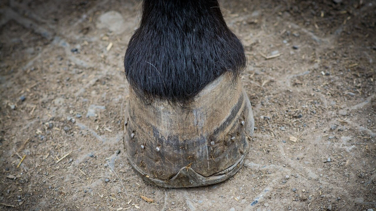 Fairy Tale Miniature Horse: The Adorable Falabella Breed