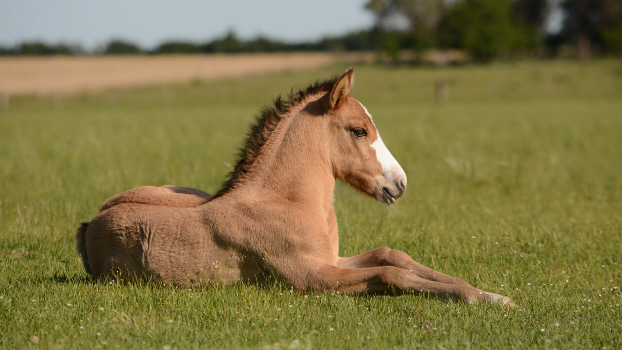 What is a horse blood type universal donor?