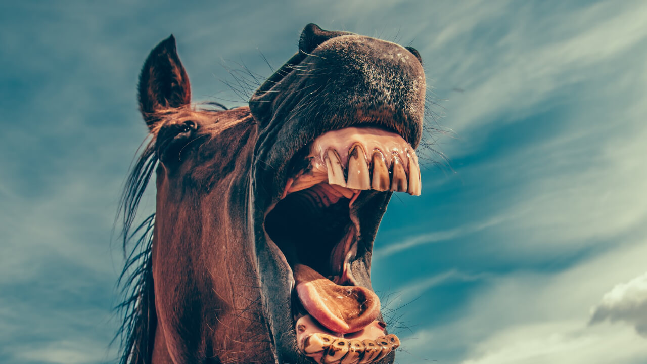 Dream Meaning of Horses: What Do Horses in Your Dreams Signify?