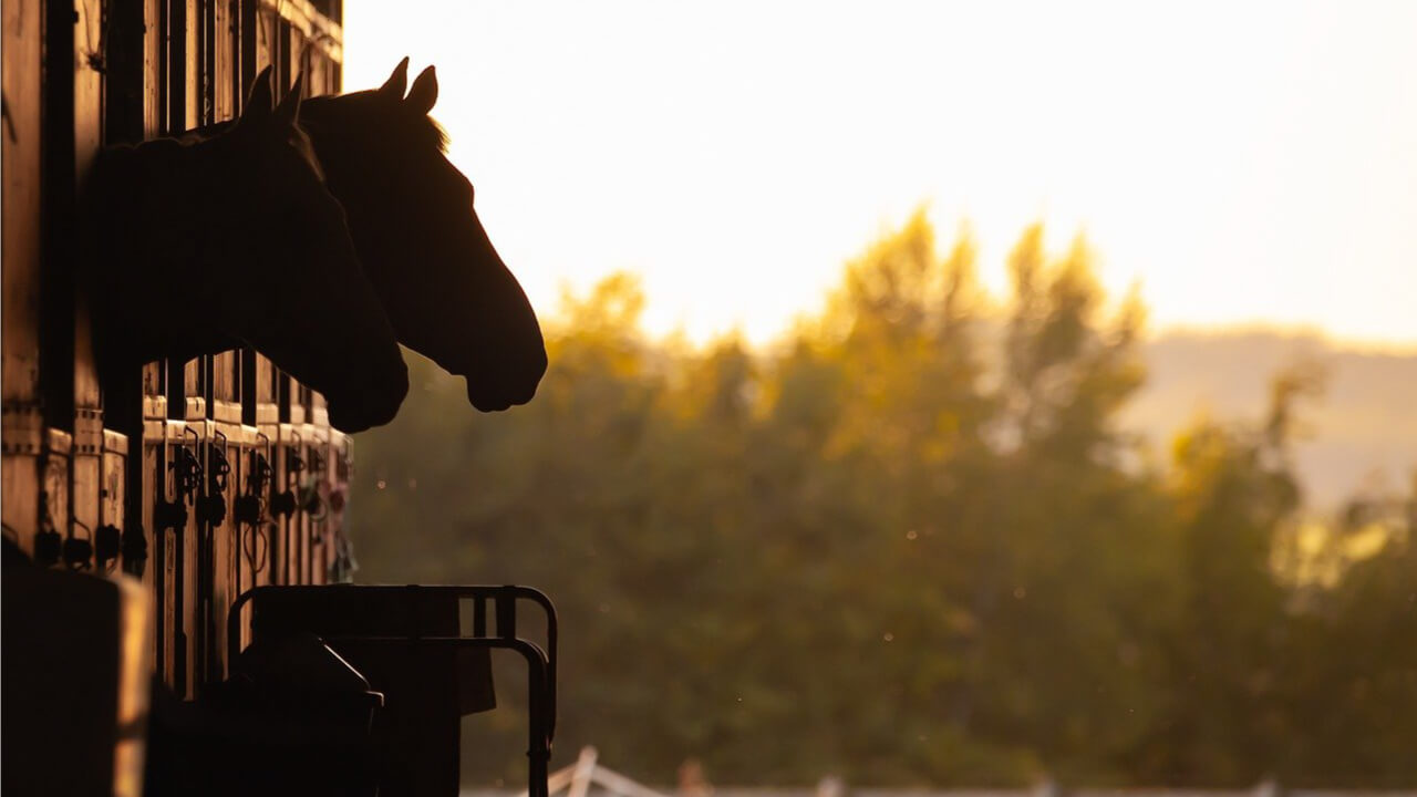 Western horsemanship born from cowboy riding