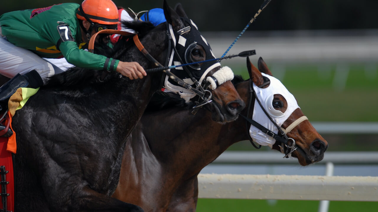 少なすぎ！サラブレッドの血統は遡るとたったの３種類！