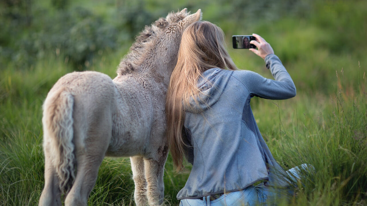 Dream Meaning of Horses: What Do Horses in Your Dreams Signify?