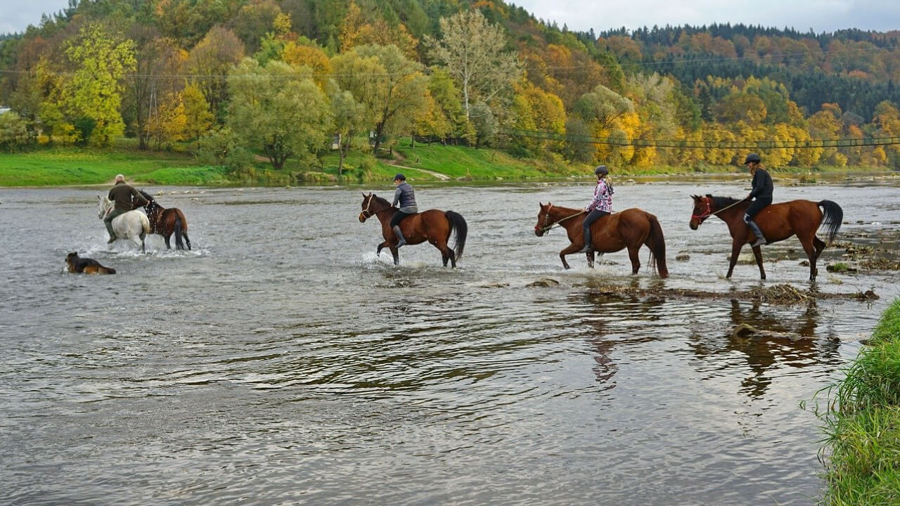 Can Horses Swim?
