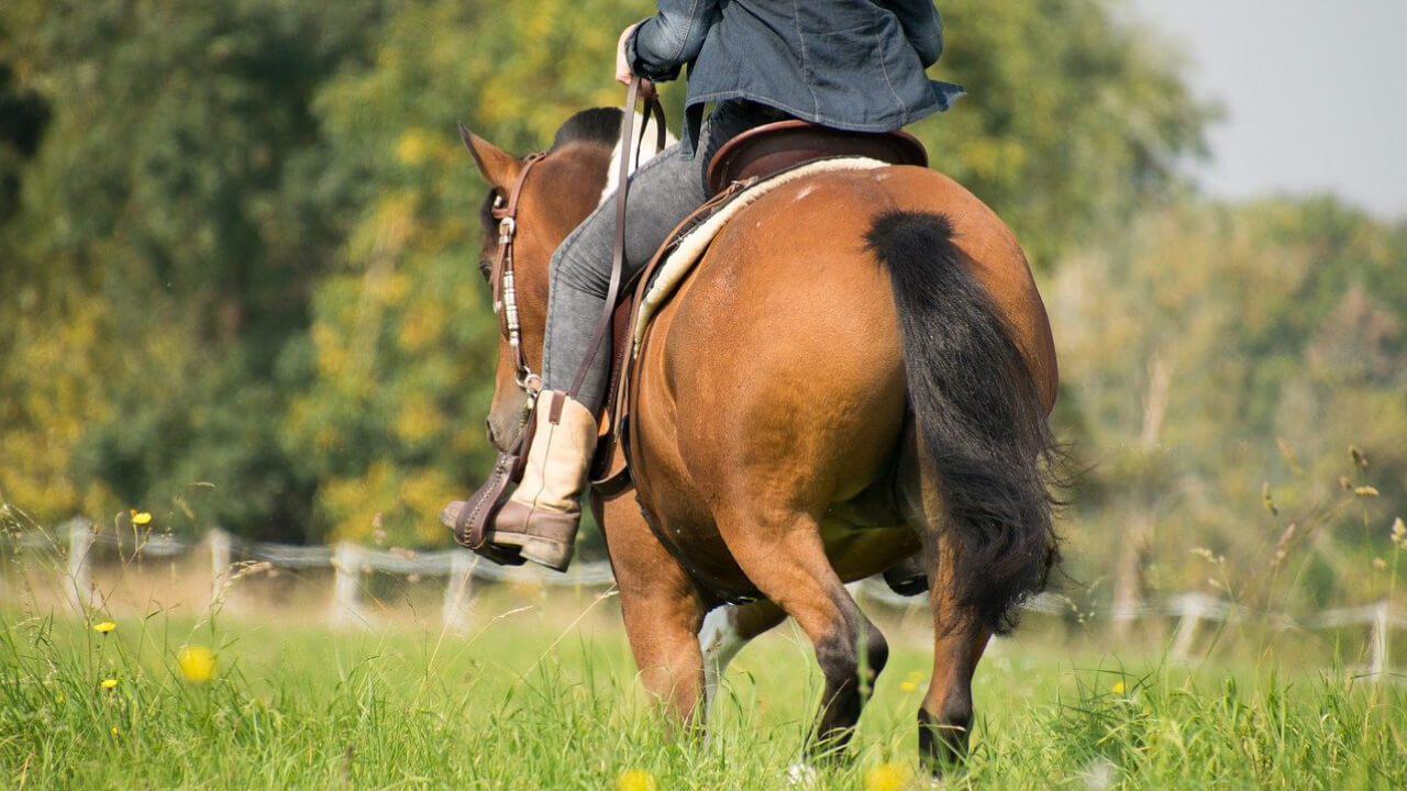 The Secret of Horse Tails: Structure, Meaning, and Hidden Facts
