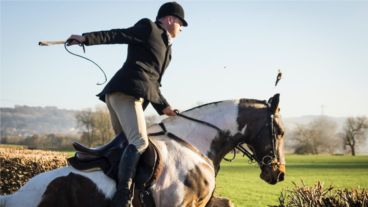 Tips to earn respect from your horse