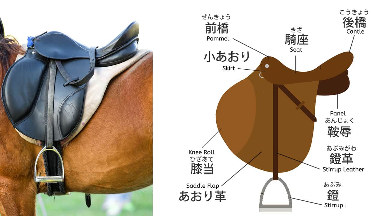 Understanding bridles and saddles for smooth horse handling【Beginner