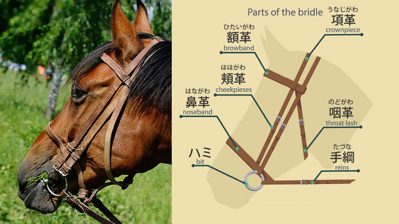 How to understand bridles and saddles for smooth horse handling【Beginner