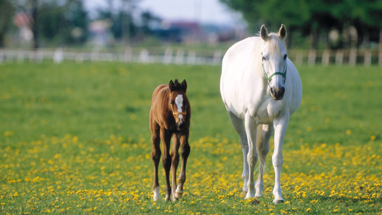 Accessible horseback riding experiences at riding clubs and tourist farms