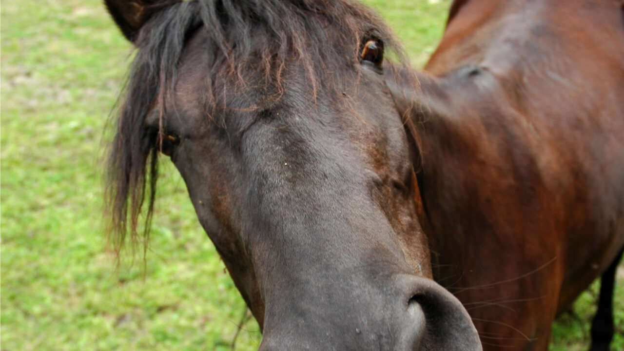 Is riding a horse after drinking alcohol considered drunk driving?