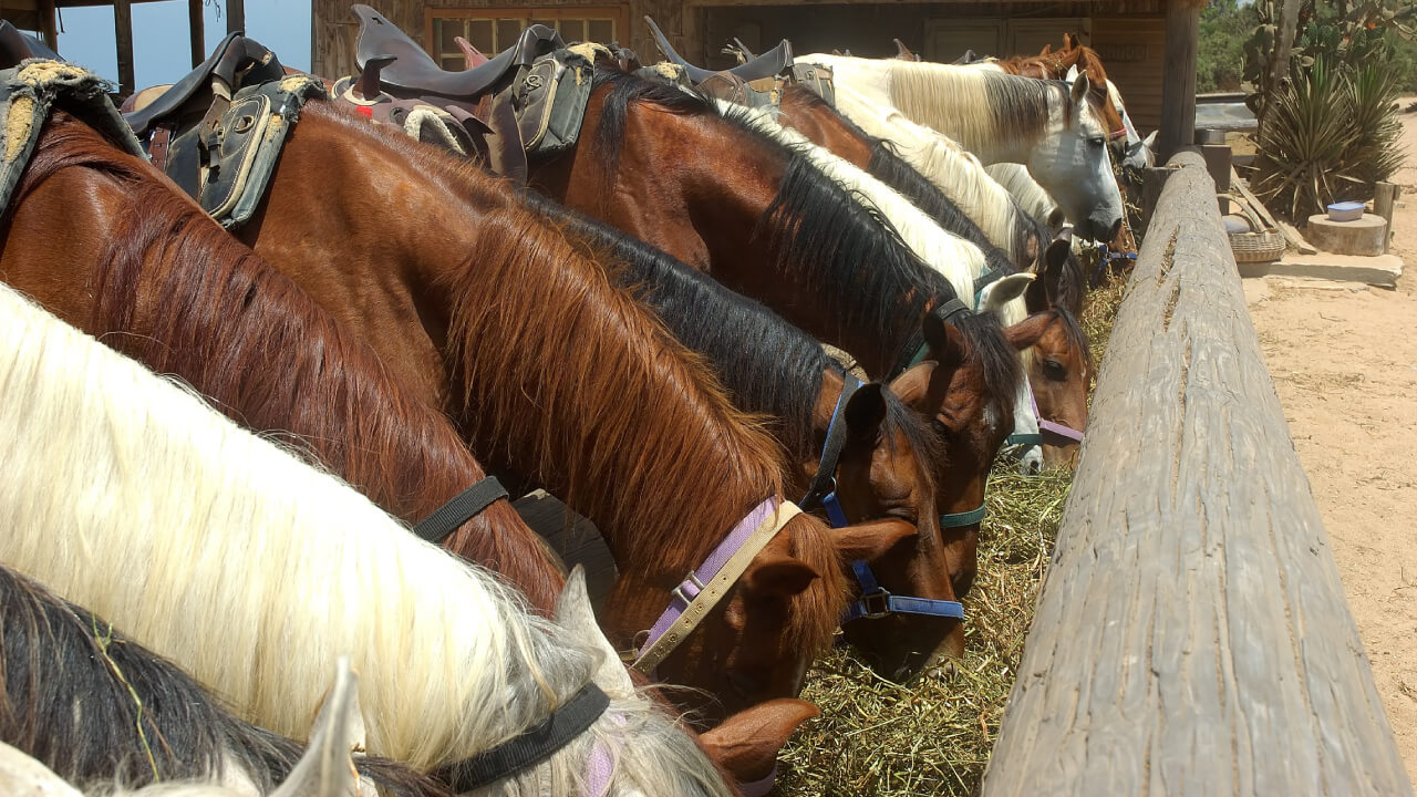 How do Olympic racehorses arrive in Japan? Amazing VIP treatment!