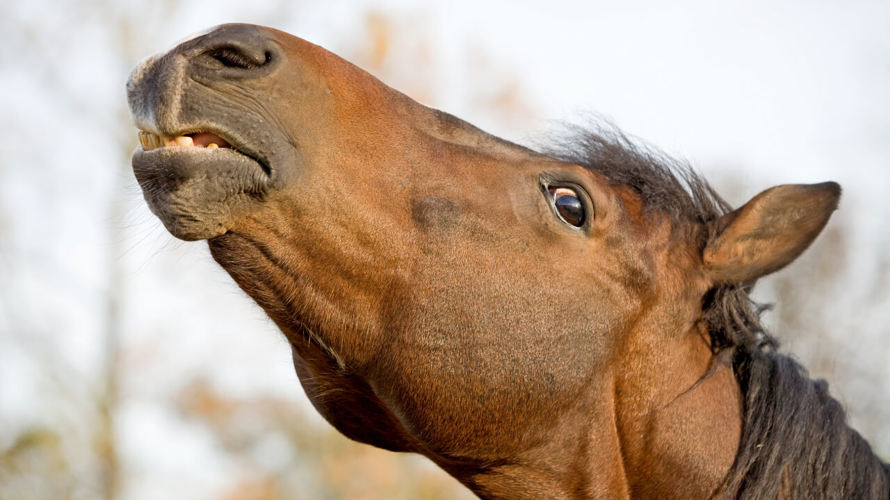 Signs Horses Show When Stressed