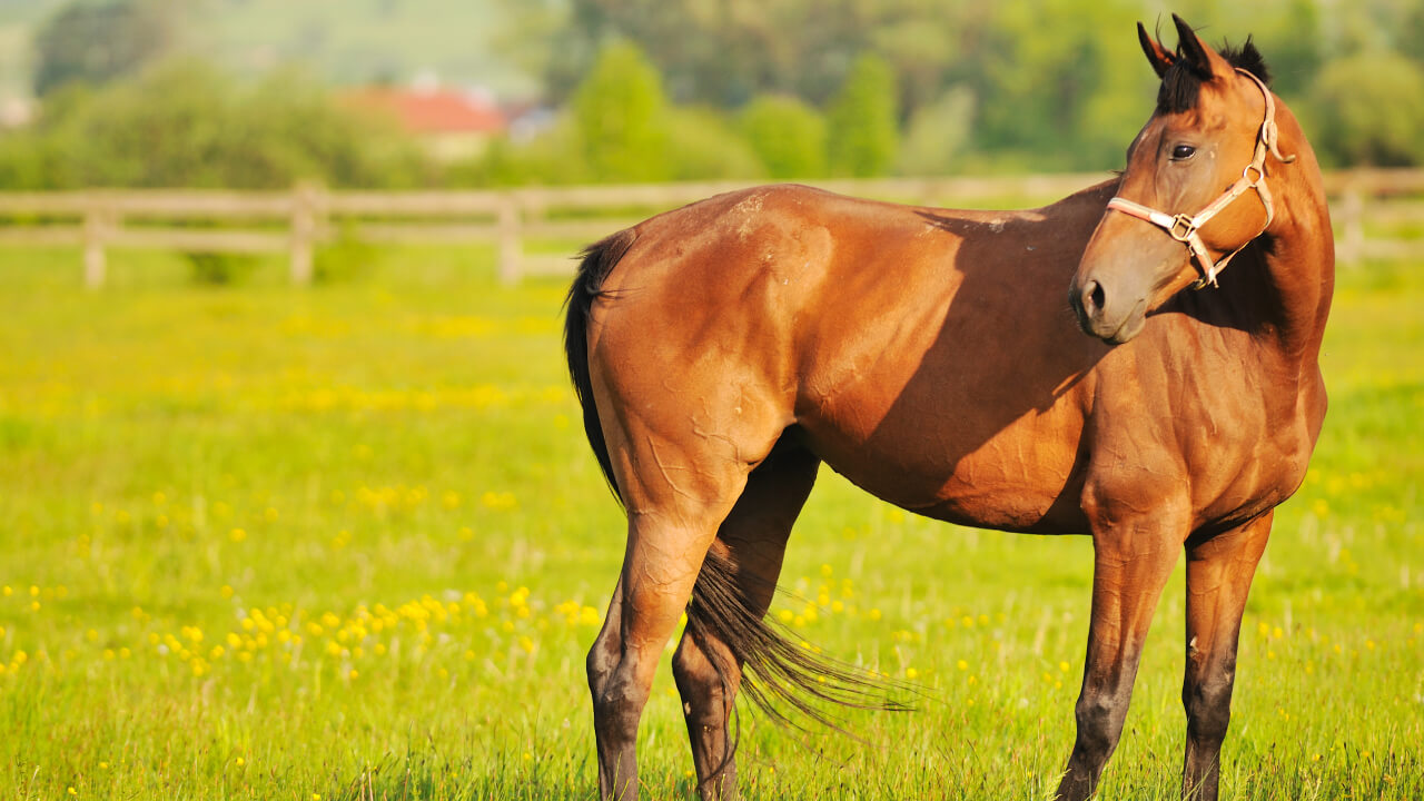 Why Horses Roll on the Ground: Reasons and Safety Tips