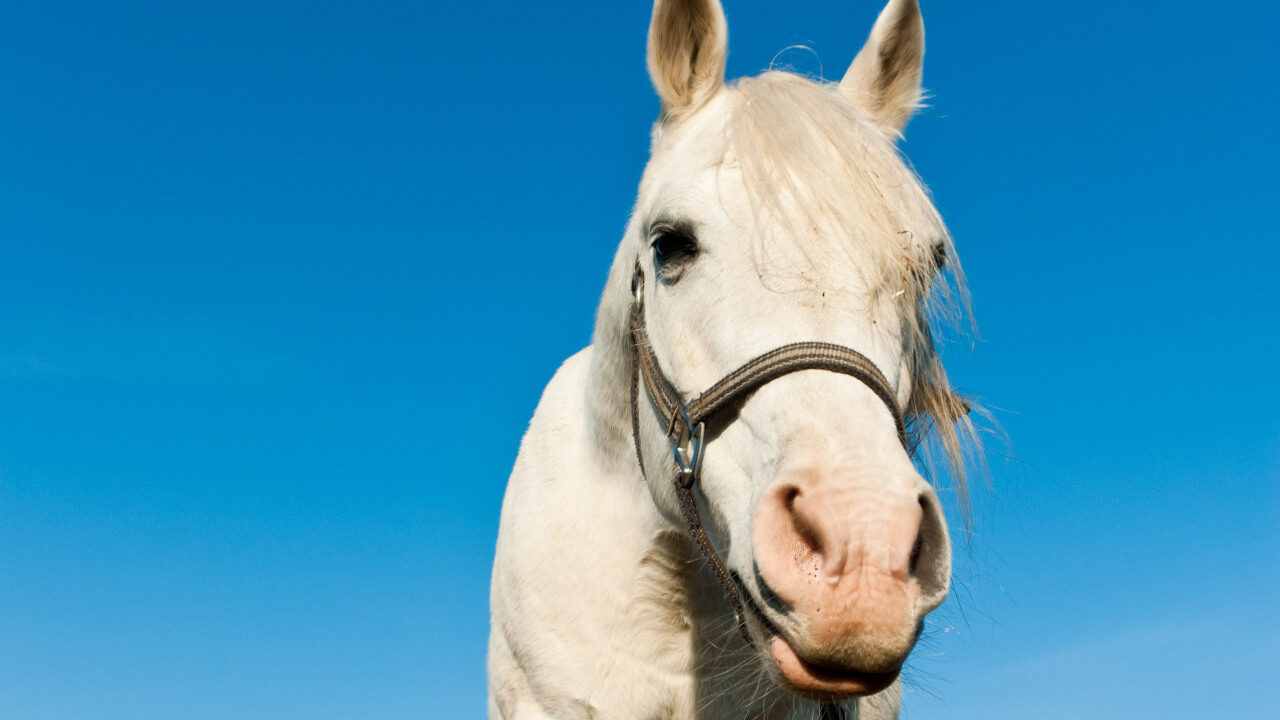 Mastering Horse Focus: Essential Tips to Ensure Safe and Effective Riding