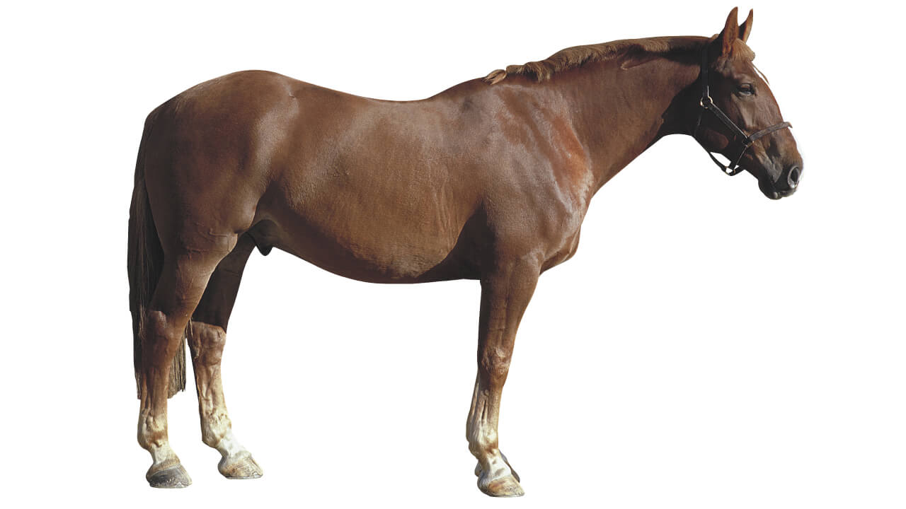 Differences and Roles of Horse Hooves and How to Protect Them