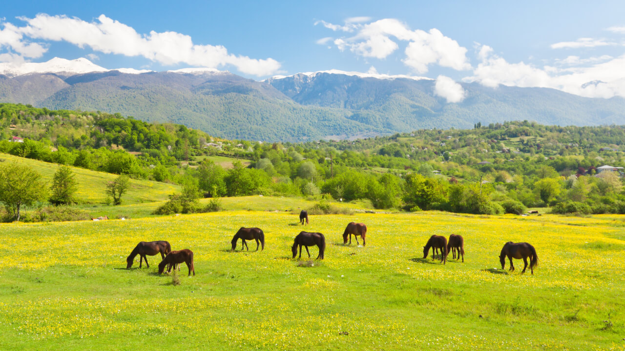 Can horseback riding truly heal? A guide for beginners!