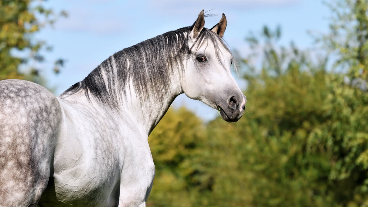 How do Olympic racehorses arrive in Japan? Amazing VIP treatment!