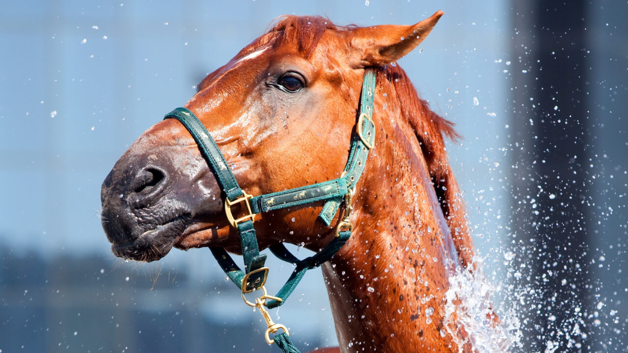 Summer Horse Riding Fashion Essentials for Hot Days