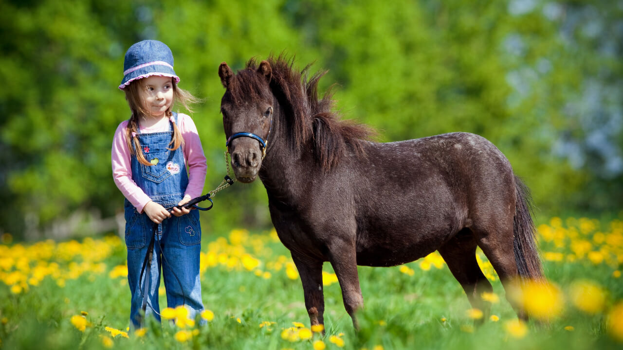 Summary of Horseback Riding License Level 5