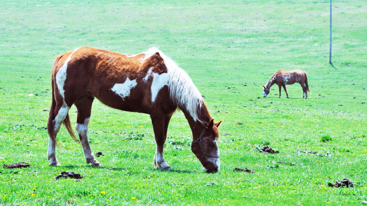 Are horse falls common?