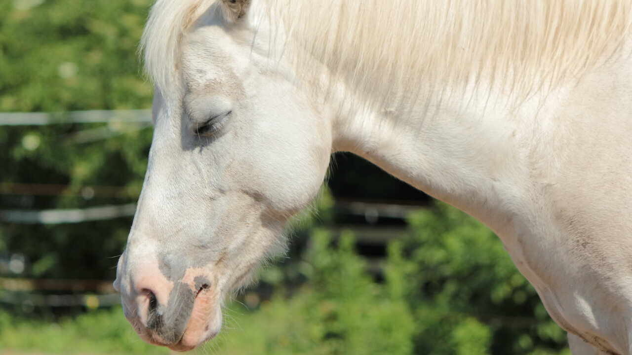 【馬の睡眠時間】馬は寝る時どんな格好で寝てる？立ったまま寝る？