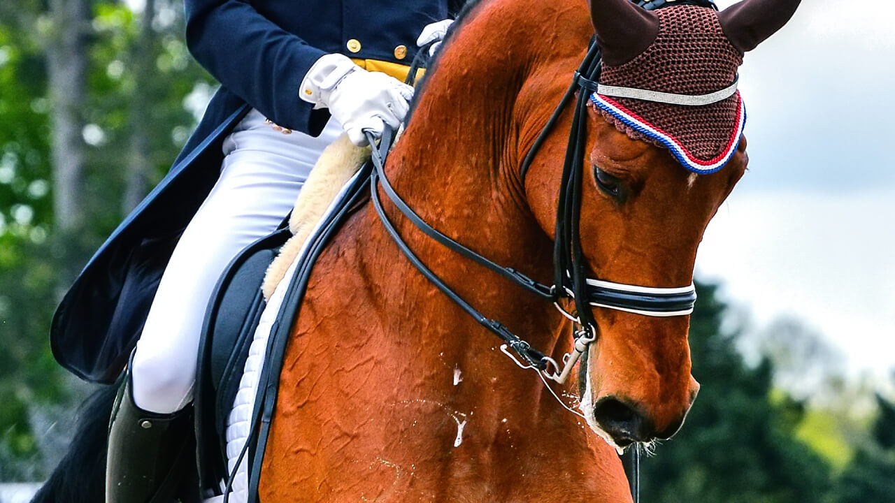 Mastering the Reins for Beginners