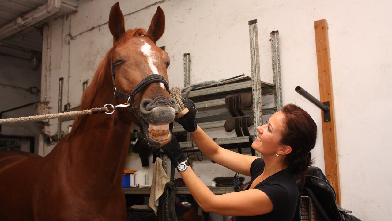 Horse diseases and injuries
