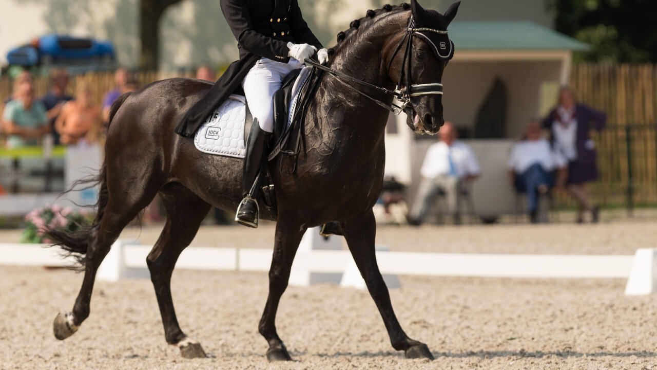 What Are Equestrian Competitions