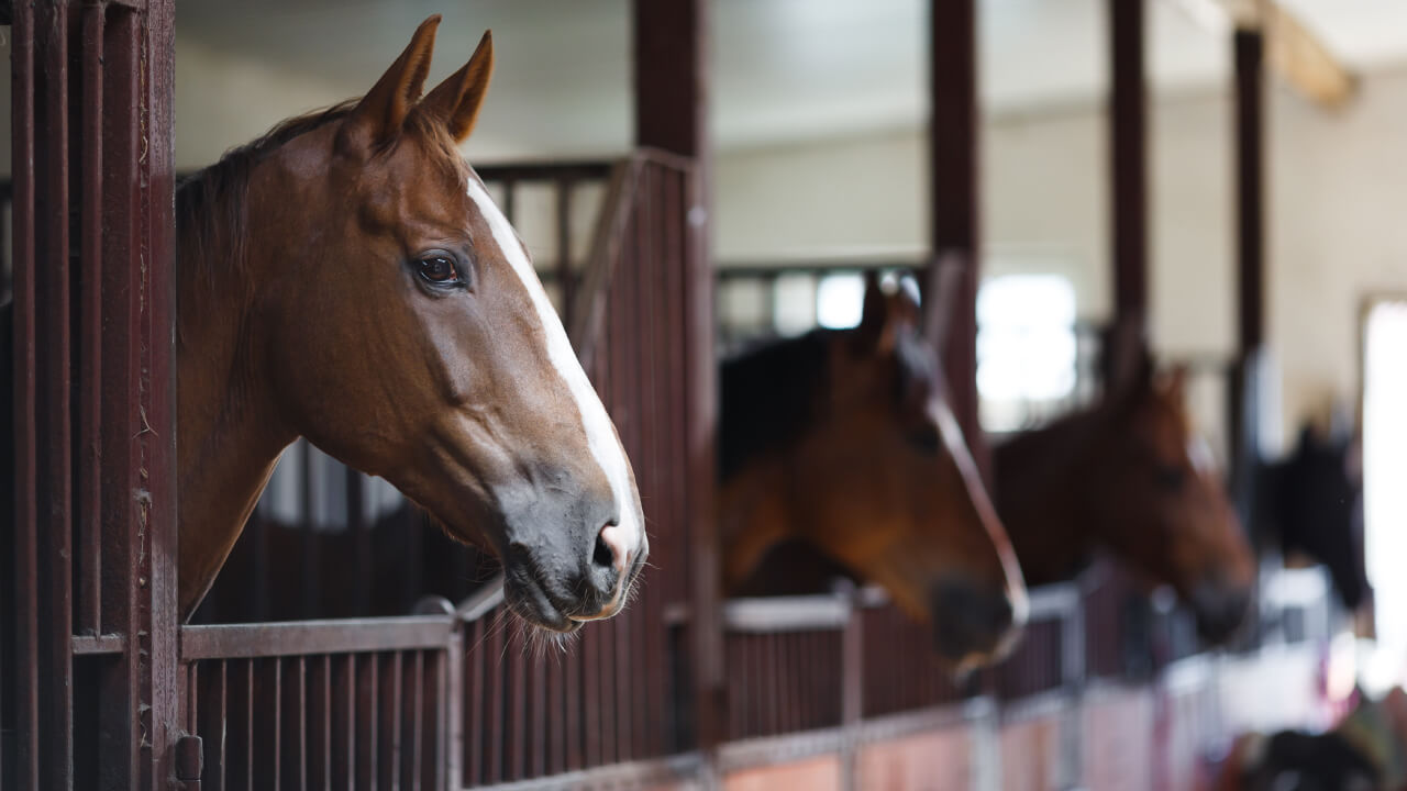 Horse Noses: The Secrets Behind Why They Matter in Racing