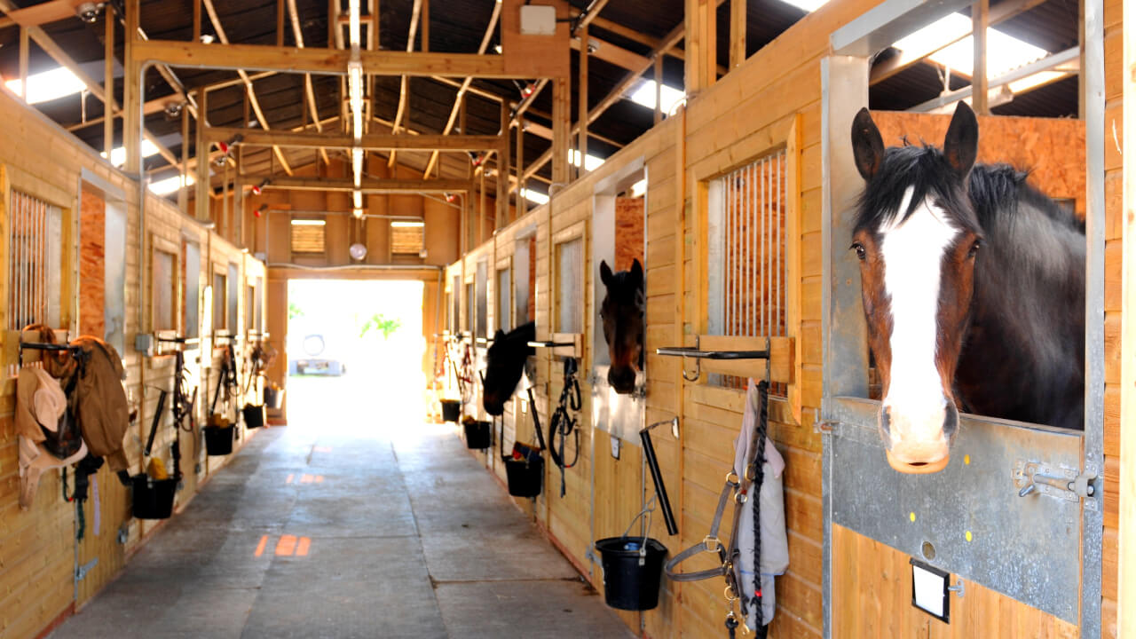 Accessible horseback riding experiences at riding clubs and tourist farms
