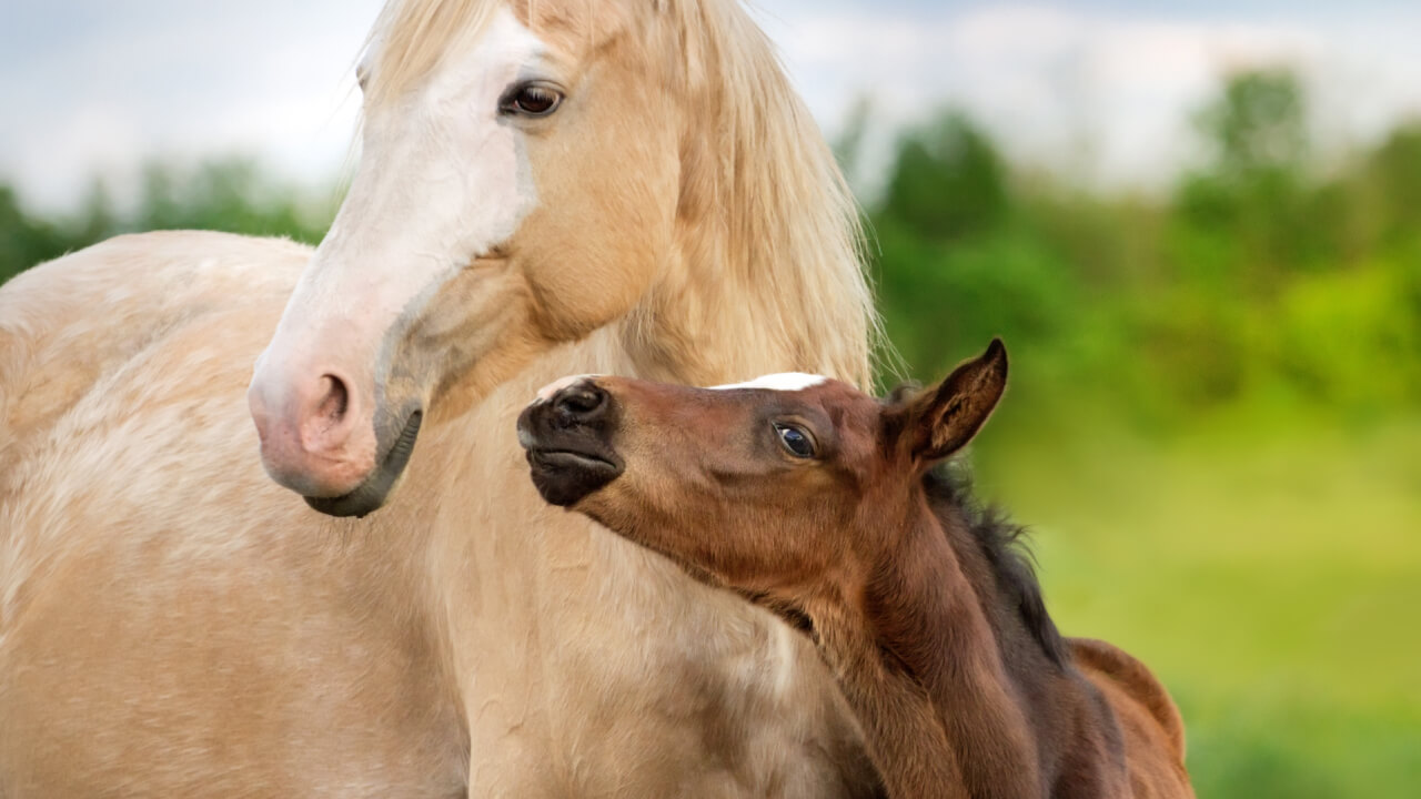 Surprising facts about horse coat colors and manes