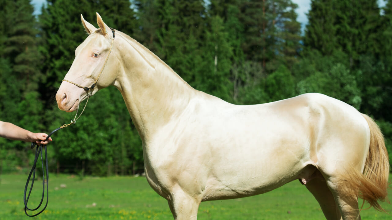 Elegant and Handsome Horse Breeds and Racing Stars