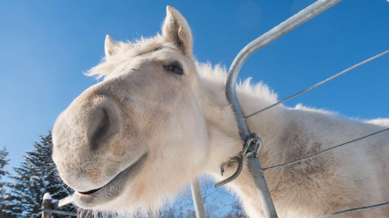 How Do Horses Experience Their Senses?
