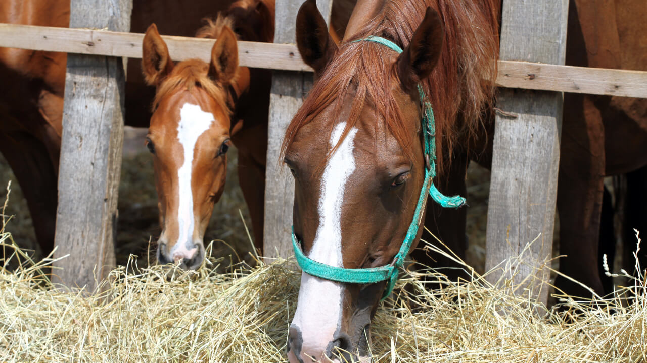 How to Check Horse Health and Common Diseases
