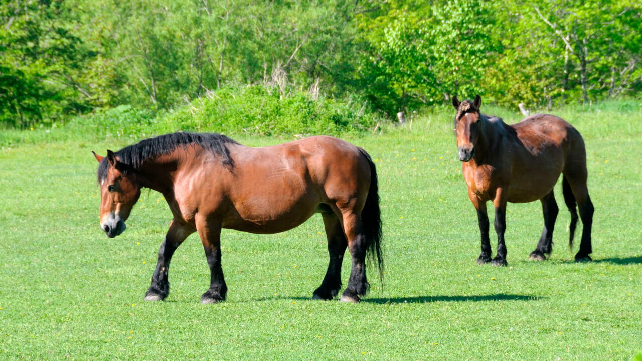 Dreaming of Owning Your Own Horse