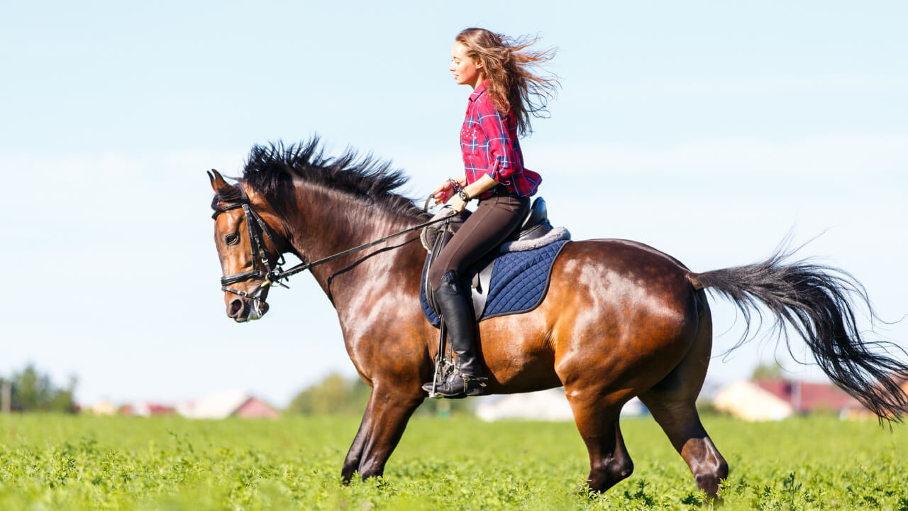 Understanding the Riding Seat to Improve Your Horseback Riding Skills