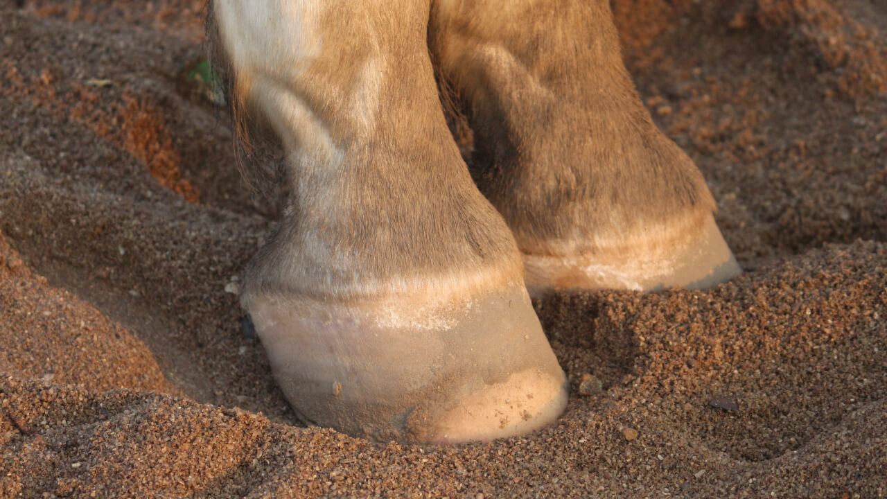 Understanding Horse Riding Dangers to Enhance Safety