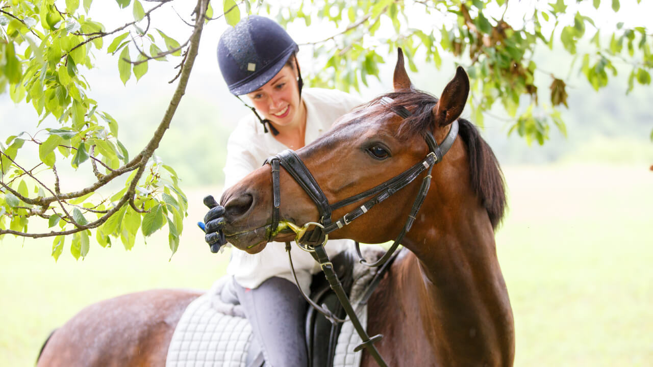 How to Check Horse Health and Common Diseases
