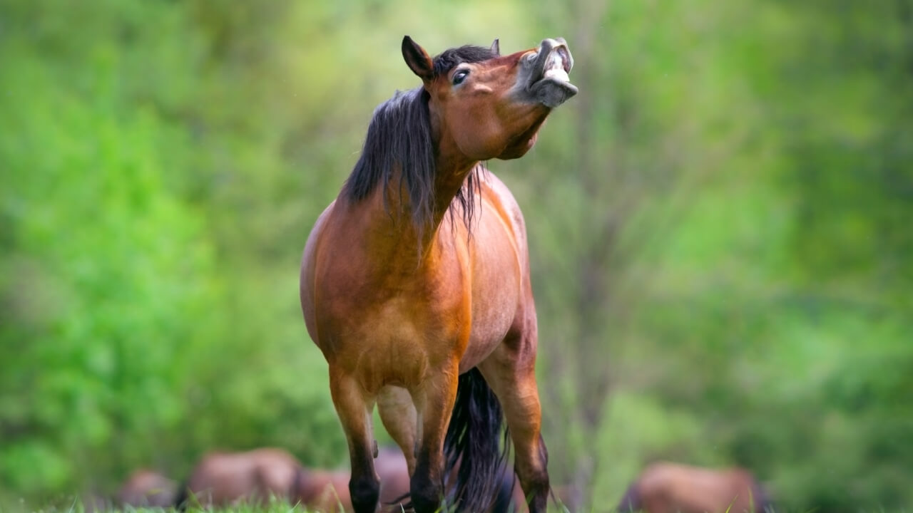 Gentle Horse Communication for Beginners